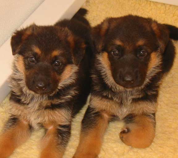 Colossal German Shepherd Puppies...