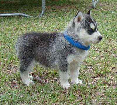 Siberian husky puppies for sale