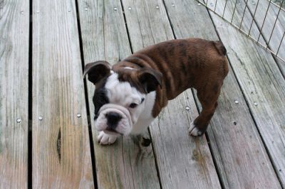 Adorable English Bulldog Puppies Available Now For Sale