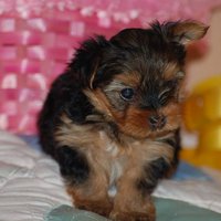 Yorkie puppies available for adoption sms (720) 577-5054