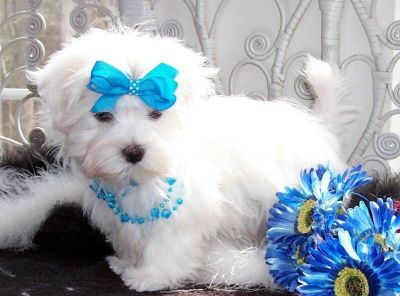 Maltese Puppies ten weeks old…