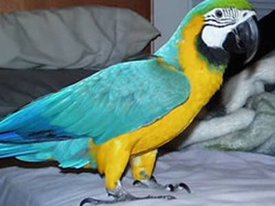 talkative blue and gold macaw ready to go with cage