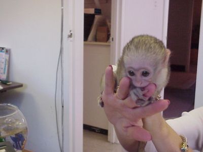 Baby Capuchin Monkeys For Adoption