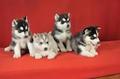 Quality Raised Blue Eye Siberian Husky puppies