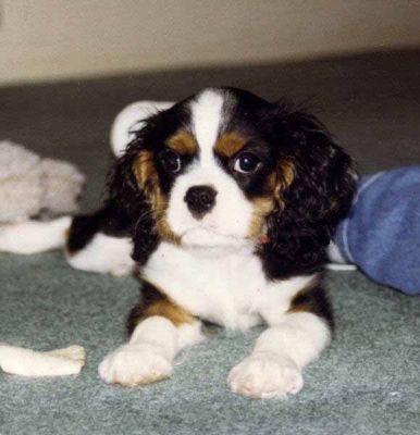 beautiful cavalier king Charles puppies for sale