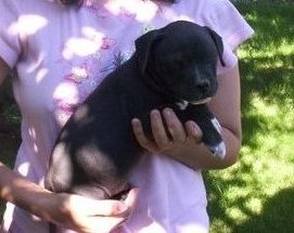 Charming Lovely Playful American Pit Bull Terrier Puppies available
