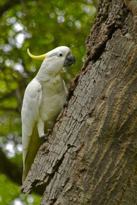 Free cockatoo for adoption