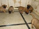 Bullastiff puppies 