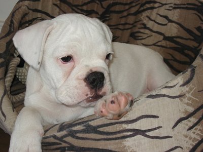 Miniature Australian Bulldog 