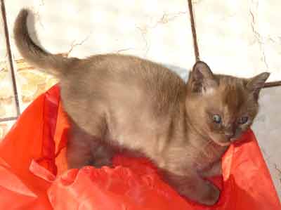 Burmese kittens Bred By Oramor