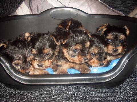 Cute teacup yorkshire terrier puppies available