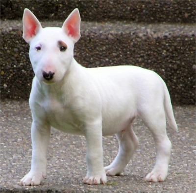 Bull terrier puppies for loving homes