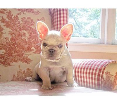 jolly pure breed french bulldog puppies