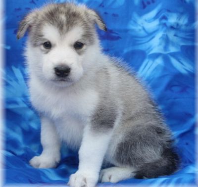 Quality Alaskan Malamute Puppies For New Homes.