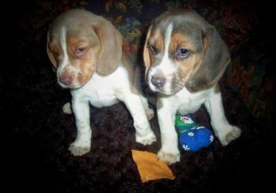 Beagle puppies 