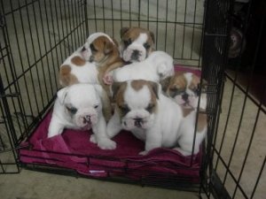 Stunning Show Potential Nobozz English Bulldog Puppies!