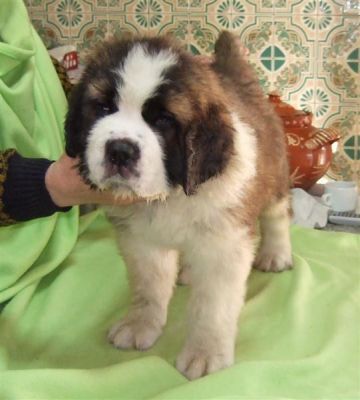 San bernardo, excellent purity