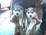  Ex mas Siberian Husky babies male and female.