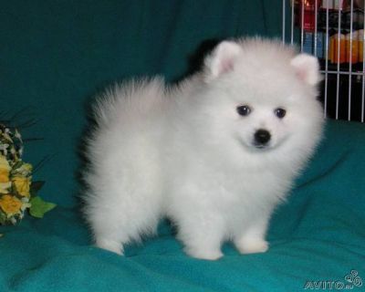 Cute and adorable pomeranian puppies for a loving home 