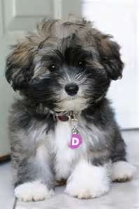 Havanese for sale