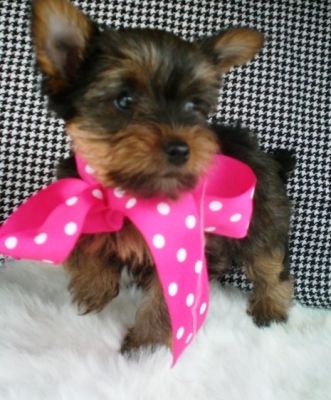 Cute and lovely yorkie puppies for adoption