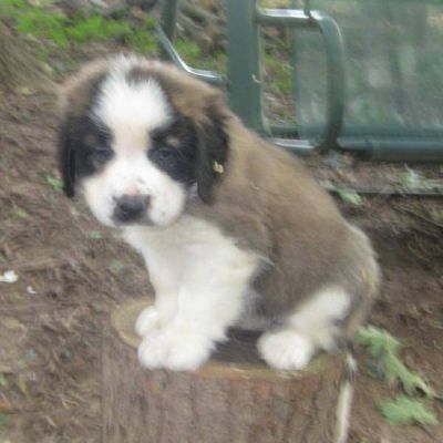 Pretty saint Bernard Puppies for Adoption