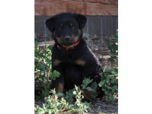 Beauceron for Sale