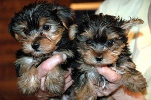 AKC registered teacup yorkie puppies available