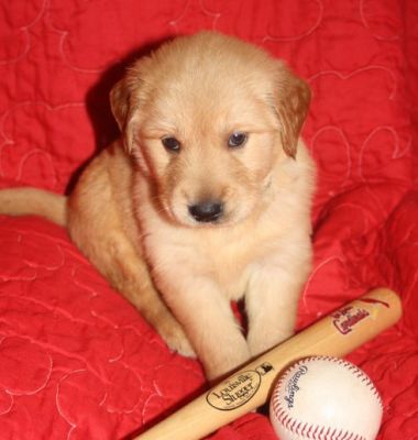 Golden Retriever Puppies For Sale