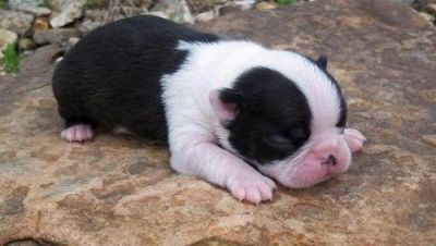 Boston Terrier Puppies for Sale