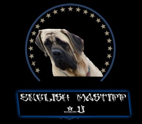 English Mastiff 4U