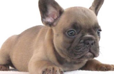 Great and homeless French Bulldog Puppies For Sale 
