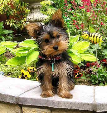 cute and adorable yorkie puppies for adoption
