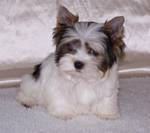 X-mass cute gorgeous Male and Female Yorkie puppies for adoption to any new loving and caring home.