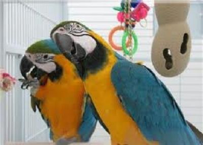 Talking and hand feed blue and gold macaws birds for adoption 