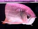 Super Red Arowana Fish and Many Others