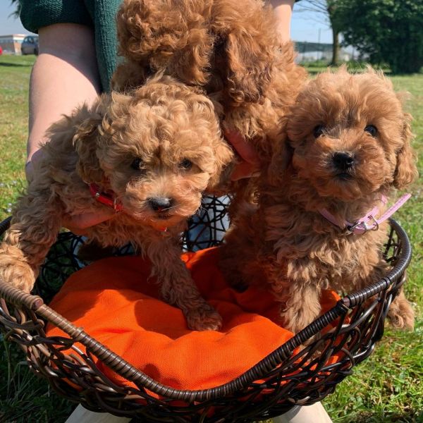 Stunning Maltipoo puppies for sale