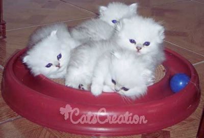 Persian kittens available