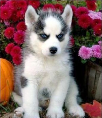 Male and female Siberian husky puppies.
