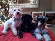 Beautiful Male and Female Miniature Schnauzer Puppies Available