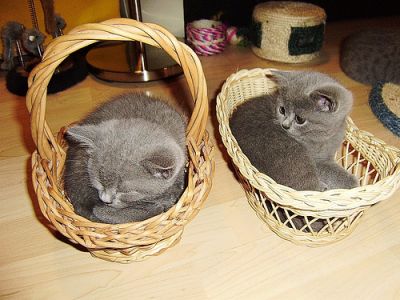Affectionate Male and Female British shorthair kittens Available