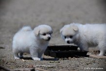 2 cute and affectionate pomeranian puppies for adoption 