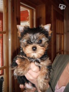 Boston Terrier Puppies For Adoption