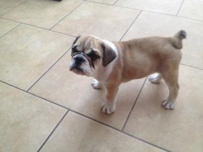 Reduced Reduced Reduced Brittish Bulldogs , Both, 1-3 months, , xxxxxexeptionally Stunn
