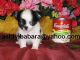 CUTE TEACUP CHIHUAHUA PUPPIES FOR ADOPTION