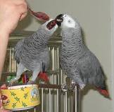 Pair Of African Grey Parrots For Adoption