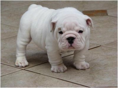 Super cute English Bull dog