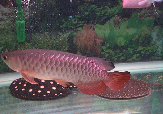 Stingray,Super Red,Red Asian Arowana,jardini Arowana,Chili Red,Golden Arowana and others For Sale.