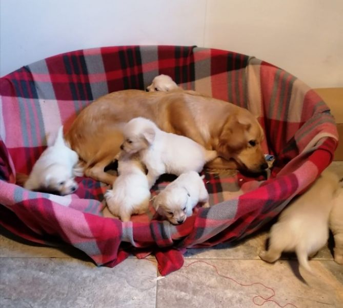 Golden retriever puppies available 