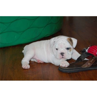 TWO WHITE ENGLISH BULLDOG PUPPIES FOR ADOPTION